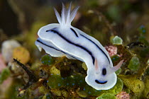 Nudibranch {Cromodoris sp} Indo-pacific