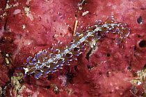 Nudibranch / Serpent Pteraeolidia (Pteraeolidia ianthina) that stings when touched.  Indo-pacific