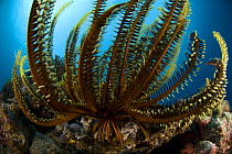 Featherstar (Crinoidea) on coral reef. Indo-pacific