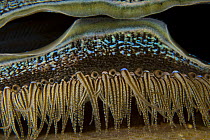 Close up of lips / mouth of a Coral clam (Pedum spondyloideum) Indo-pacific
