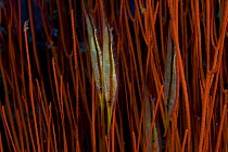 Shrimpfish (Aeoliscus strigatus) camouflaged amongst red whip corals (Ctenocella pectinata) Indo-pacific