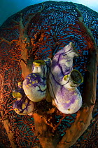 Sea squirts (Ascidiacea) attached to a gorgonian fan coral. Indo-pacific