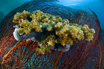 Hard corals grow on a sponge that is attached to a gorgonian fan coral. Indo-pacific