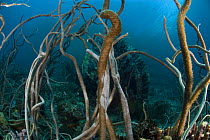 Delicate sea whip corals {Junceella fragilis} Indo-pacific