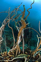 Delicate sea whip corals {Junceella fragilis} Indo-pacific