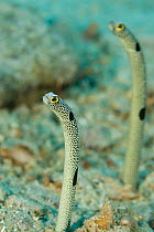 RF- Spotted garden eels (Heteroconger hassi) Indo-pacific. (This image may be licensed either as rights managed or royalty free.)