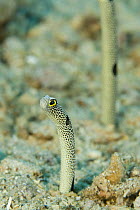 Spotted garden eels (Heteroconger hassi) Indo-pacific