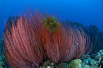 Red whip corals (Ctenocella pectinata) with Featherstar (Crinoidea) attached, Indo-pacific