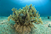 Branching sea anemone (Actinodendron glomeratum) Indo-pacific