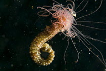 Spaghetti worm (Terebellidae) Indo-pacific