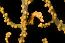 Yellow pygmy seahorse {Hippocampus sp} camouflaged amongst coral, Indo-pacific