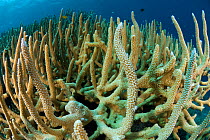 RF- Staghorn corals (Acropora cervicornis). Indo-pacific. (This image may be licensed either as rights managed or royalty free.)