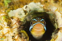 Blue striped blenny (Plagiotremus rhinorhynchus) hiding on coral reef in worm hole,  Indo-pacific