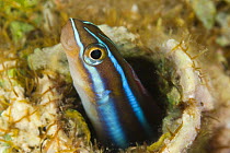 Blue striped blenny (Plagiotremus rhinorhynchus) hiding on coral reef in worm hole,  Indo-pacific