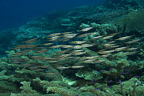 Shoal of Shrimpfish (Aeoliscus strigatus) on reef. Indo-pacific