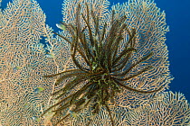 Featherstar (Crinoidea) on a Gorgonian fan coral. Indo-pacific