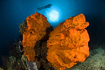 Orange elephant ear sponge (Agelas clathrodes) and diver, Indo-pacific