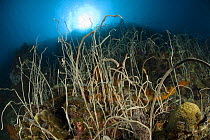 A forest of Delicate sea whip corals {Juncella fragilis} Indo-pacific