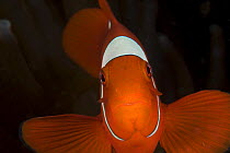 Spine cheeked anemonefish (Premnas biaculeatus). Indo-pacific