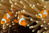 RF- Clown anemonefish (Amphiprion percula) amongst anemone tentacles, Indo-pacific. (This image may be licensed either as rights managed or royalty free.)