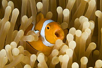 Clown anemonefish (Amphiprion percula) amongst anemone tentacles, Indo-pacific