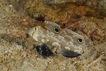 Crab eyed goby (Signigobius biocellatus) Indo-pacific