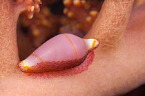 Egg / Allied partner cowrie {Dentiovula dorsuosa} camouflaged on soft coral,  Indo-pacific
