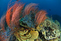 Red whip corals / sea whips (Ellisella sp) and various sponges on coral reef, Indo-pacific