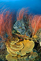 Red whip corals / sea whips (Ellisella sp) and various sponges on coral reef, Indo-pacific