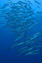 Schooling Chevron barracuda (Sphyraena putnamiae / qenie). Indo-pacific