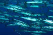 RF- Schooling Chevron barracuda (Sphyraena putnamae / qenie) Indo-pacific. (This image may be licensed either as rights managed or royalty free.)