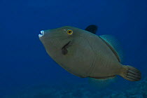 White spotted filefish (Cantherhines macroceros / dumerilii) Indo-pacific