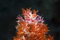 Soft coral crab / Dendronephthya crab (Hoplophrys oatesii) camouflaged on the tip of soft coral, Indo-pacific