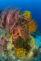 Whip corals / Sea whips (Ellisella sp) and featherstars (Crinoidea), on coral reef, Indo-pacific