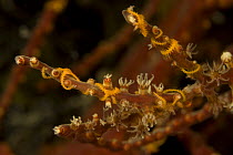 Brittlestar (Ophiothela danae) on soft coral, Indo-pacific