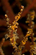 Brittlestar (Ophiothela danae) on soft coral. Indo-pacific