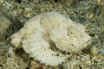 White stonefish {Synanceja sp} camouflaged, resting on seabed, Indo-pacific
