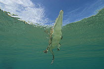 Looking up at a Saltwater crocodile (Crocodylus porosus) swimming at water surface, New Guinea, Indo-pacific