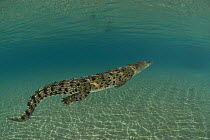 Saltwater crocodile (Crocodylus porosus) swimming underwater, New Guinea, Indo-pacific
