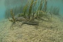 Saltwater crocodile (Crocodylus porosus) resting underwater on seabed, amongst eelgrass, New Guinea, Indo-pacific