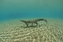 Saltwater crocodile (Crocodylus porosus) walking along seabed underwater, New Guinea, Indo-pacific