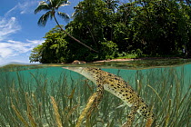 RF- Saltwater crocodile (Crocodylus porosus) swimming at water surface, split-level, amongst eelgrass, New Guinea, Indo-pacific. (This image may be licensed either as rights managed or royalty free.)