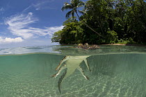 Saltwater crocodile (Crocodylus porosus) swimming at water surface, split-level, New Guinea, Indo-pacific