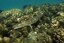 Saltwater crocodile (Crocodylus porosus) swimming over coral reef, New Guinea, Indo-pacific