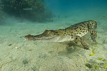 Saltwater crocodile (Crocodylus porosus) walking along seabed, underwater, New Guinea, Indo-pacific