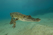 Saltwater crocodile (Crocodylus porosus) swimming underwater, New Guinea, Indo-pacific