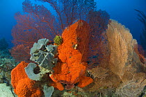 Orange elephant ear sponge (Agelas clathrodes), with other sponges and gorgonians, Indo-pacific