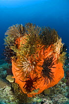 Orange elephant ear sponge (Agelas clathrodes)covered in featherstars. Indo-pacific