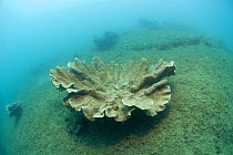Corals on a reef off Dunk Island, Australia, suffering from siltation. Indo-pacific