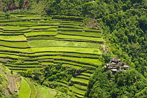 Aerial view of village and rice (Oryza sp) paddy fields growing on the Banaue Rice Terraces, Philippines.  UNESCO World Heritage Site 2008